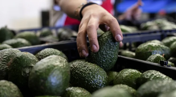 Conflicto De Exportaci N De Aguacate A Eu Se Resuelve Hoy L Pez Obrador