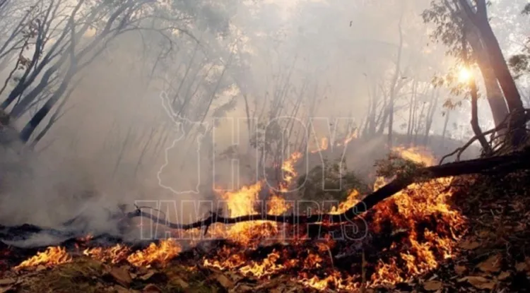 Crece R Cord De Incendios Forestales