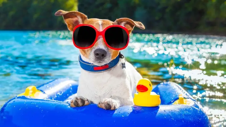 Así puedes proteger a tus mascotas del calor y pasar un verano más fresco