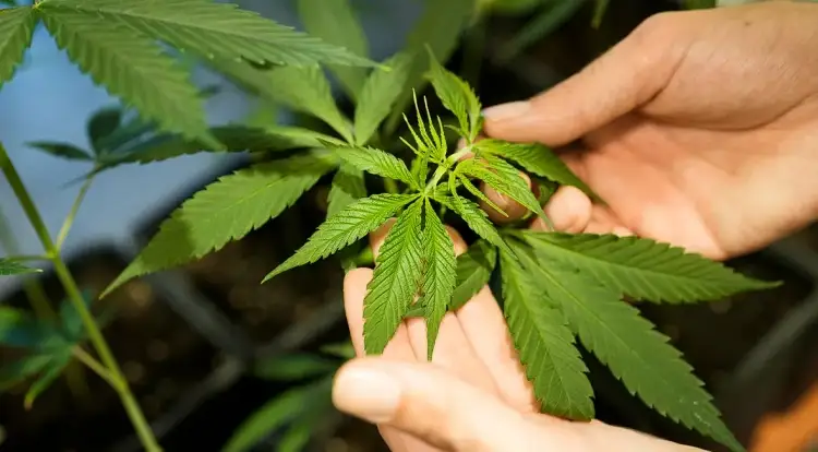 La Nación Ho-Chunk Desafía las Leyes Estatales y Federales al Despenalizar el Cannabis