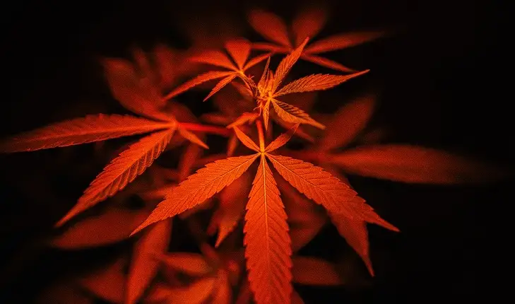 Alerta en Nueva York: Productos de Cannabis Adulterados Provocan Hospitalizaciones