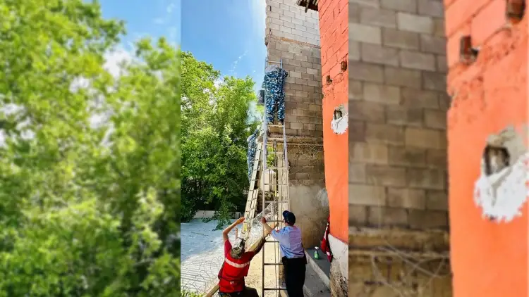 Eliminan panal de abejas en vivienda de la Héroes en Nogales