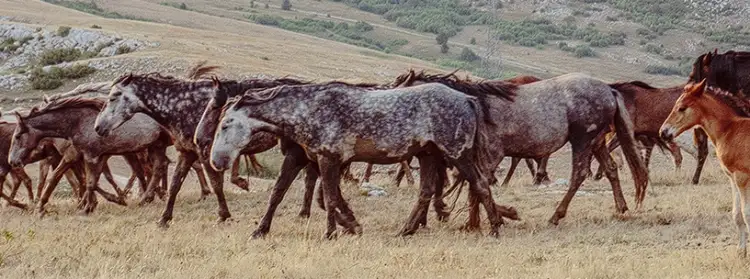 200 caballos y burros salvajes fueron recogidos de tierras públicas cerca de Las Vegas