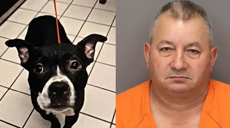 Un hombre de Florida arrestado por decapitar perro adoptado