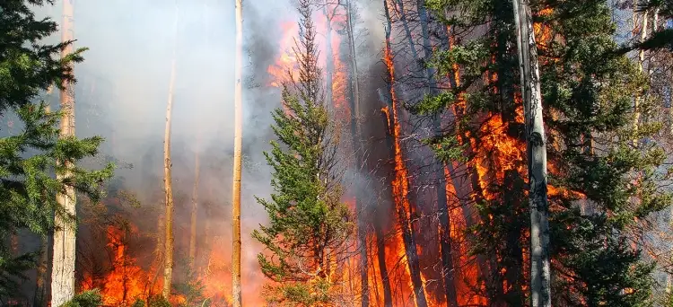 Lamentable Incendio forestal en el Bosque Nacional Tonto