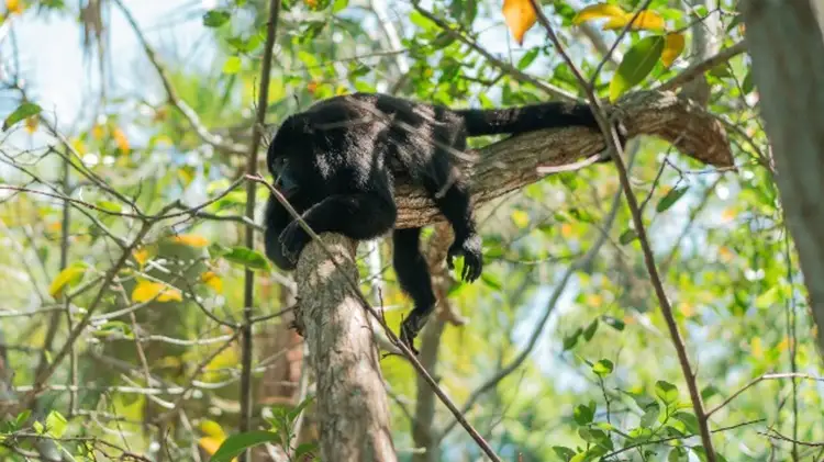 Al menos 146 monos aulladores han muerto por condiciones climáticas; Semarnat toma medidas