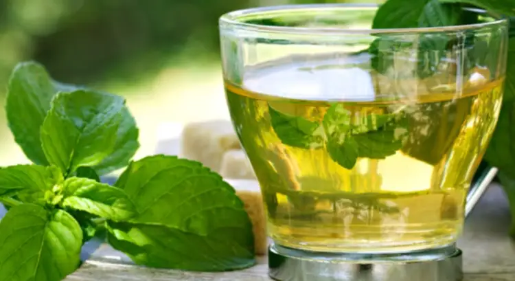 Explora los Potenciales Beneficios de la Infusión de Orégano