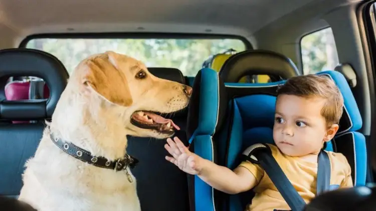 Exhorta Tránsito Municipal de Nogales a no dejar niños y mascotas dentro de vehículos por calor