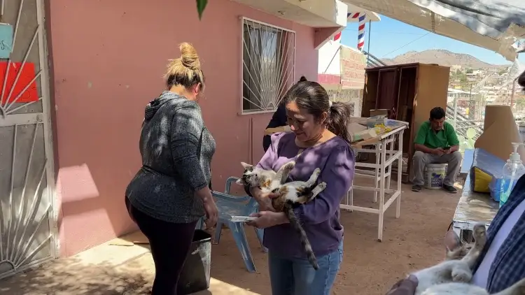 Avanzan jornadas de esterilización en Nogales
