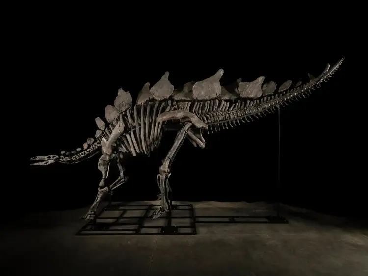 Subastarán esqueleto de “Apex”, el Stegosaurus mejor conservado