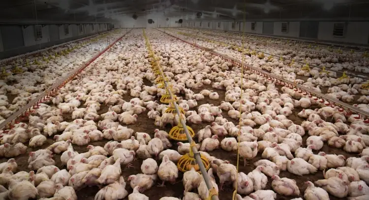 Illinois : Incendio en granja avícola deja grandes pérdidas