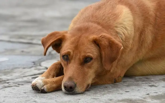 Aumentan reportes de maltrato animal por altas temperaturas en Hermosillo