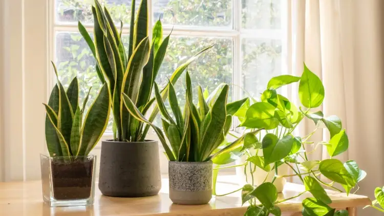 Consejos de EcoBarrio para cuidar tus plantas en verano