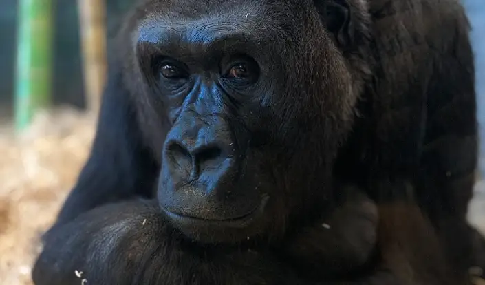 La triste partida de Bana, la gorila del zoológico de Chicago