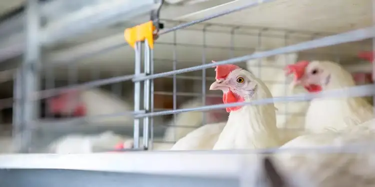 Primer caso de muerte por gripe aviar en México, informó la OMS
