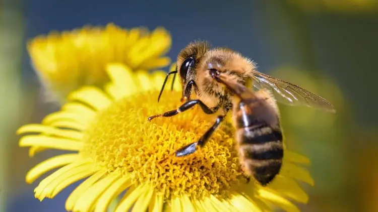 Buscan la preservación de las abejas en Nogales