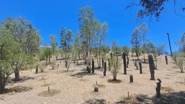 Realiza 45 Zona Militar campaña de reforestación