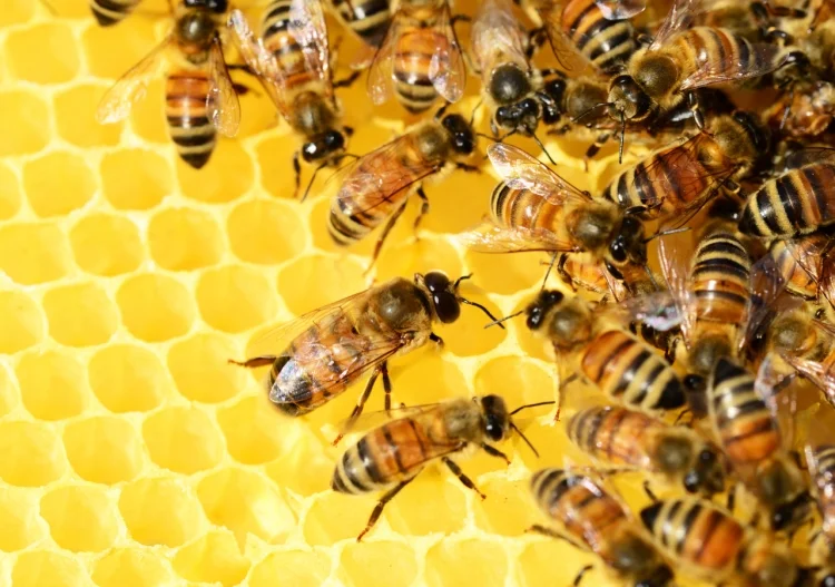 Capacitan a jóvenes de EcoBarrio en preservación de abejas en Nogales