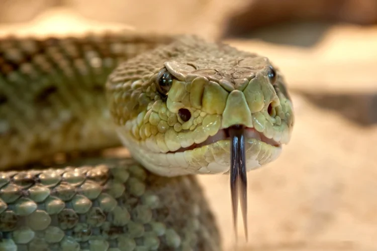 Hombre de Brooklyn sorprendido por serpiente en su bañera