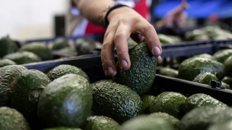 Conflicto de exportación de aguacate a EU se resuelve hoy: López Obrador