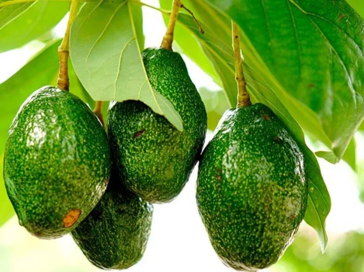 Aguacates y Mangos Michoacanos: ¡Vuelven a Estados Unidos!