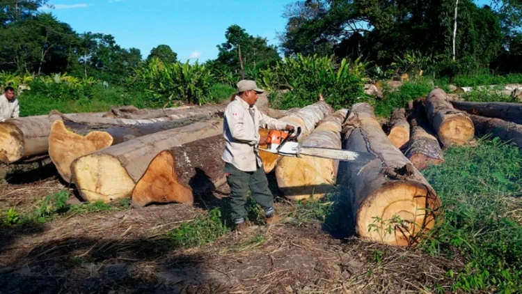 Condena por tala ilegal en la Sierra Tarahumara: Dos hombres presos por tráfico de madera
