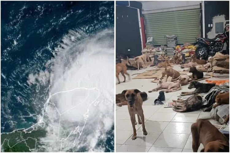 Cachorrilandia da refugio a más de 200 perritos callejeros durante el huracán 'Beryl'