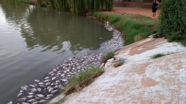 Restricción de acceso a paseos campestres cerca de Hornos por mortandad de peces