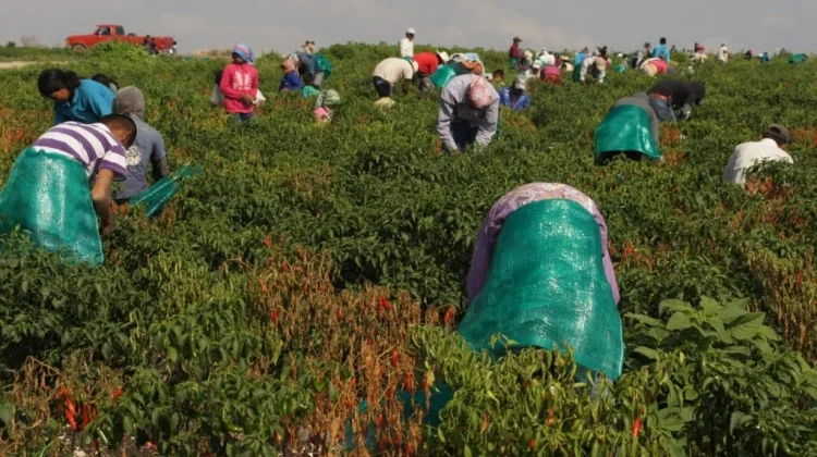 Sonora: Sin rastro de trabajo infantil en el sector agrícola