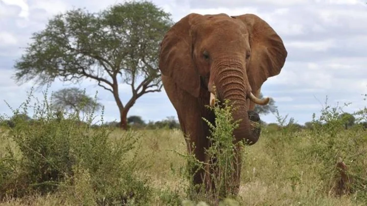 Ataque en safari: Hombre intenta tomar foto y muere aplastado por elefante