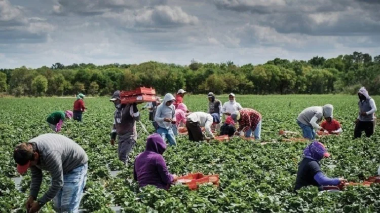 IMSS incrementa salario diario para trabajadores agrícolas en Sonora