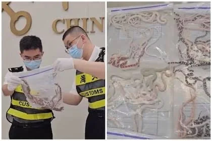 Detienen a pasajero con 100 serpientes en sus pantalones en China