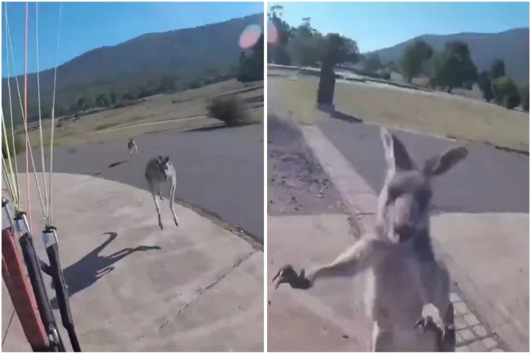 VIDEO: Canguro ataca a paracaidista al aterrizar en Australia