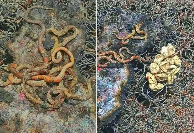 Familia en Tabasco descubre nido de serpientes coralillo en su colchón