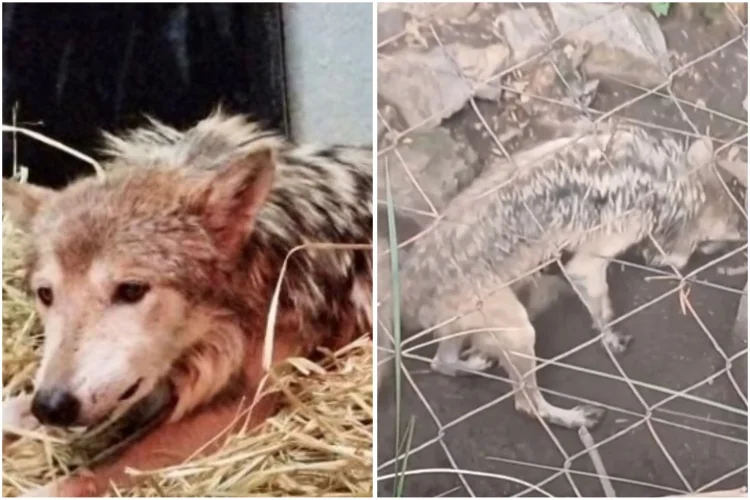 ¿Qué le pasa a 'Seje'? Denuncian al Zoológico de Chapultepec por el estado de la loba mexicana