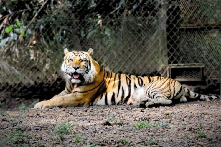 Triste adiós: 'Braulio' el emblemático tigre de bengala de Yumka, fallece a los 17 años