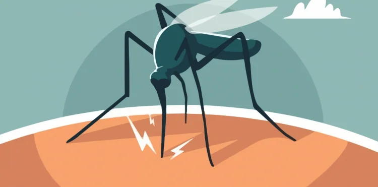 Exhortan a tomar precauciones ante la picadura del mosquito del dengue en Nogales