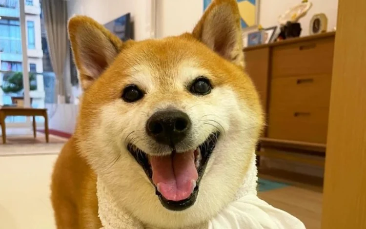 El famoso perrito VIRAL de internet 'Cheems' vuelve a inspirar a sus fans un año después de partir