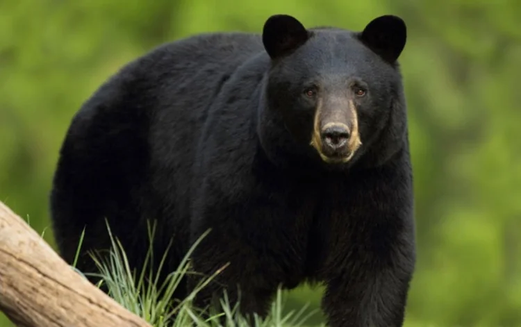 Oso equilibrista se hace VIRAL en Mary Esther, Florida