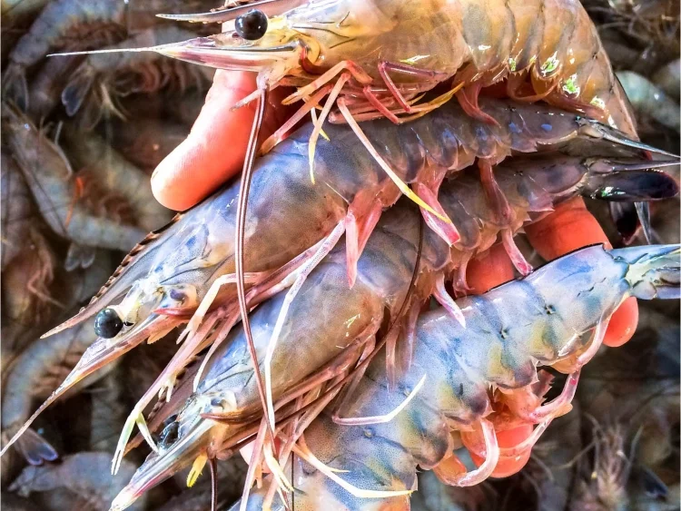 Veda de camarón en Sonora se extenderá un mes más