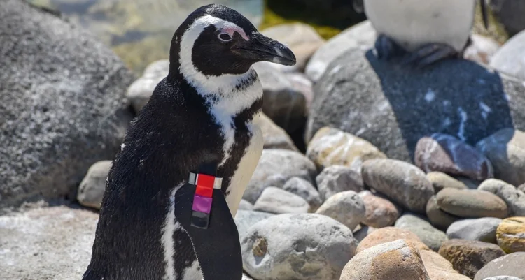 Adiós a Mr. Greedy: el pingüino africano que marcó la historia del zoológico de Maryland