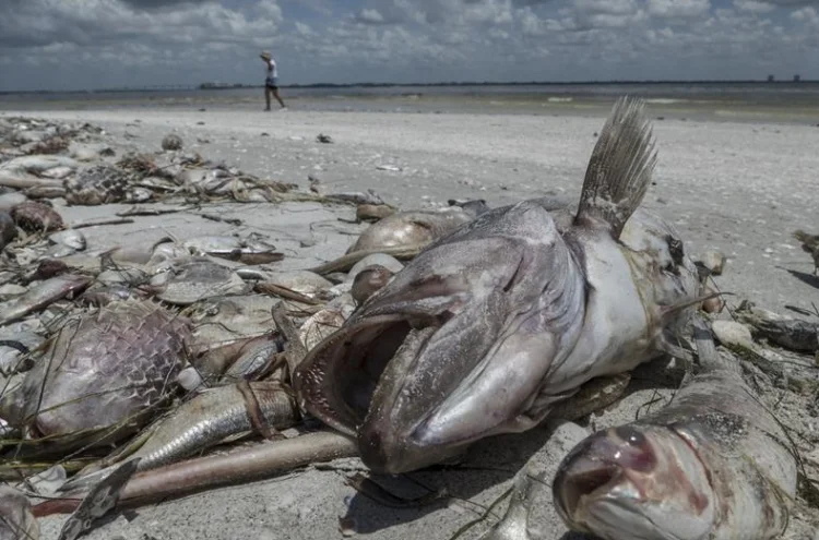 Misterio en Florida: ¿Qué mata a los peces?