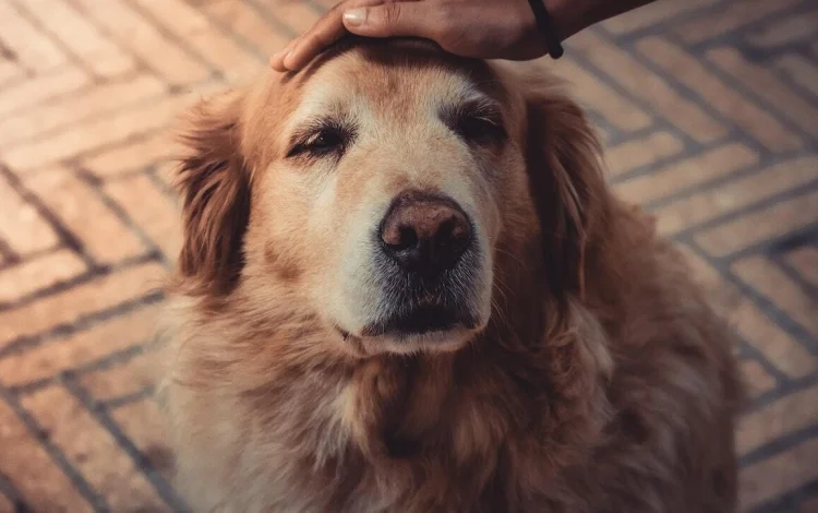 ¡Calma a tu perro de la pirotecnia! Un método sencillo que puedes usar