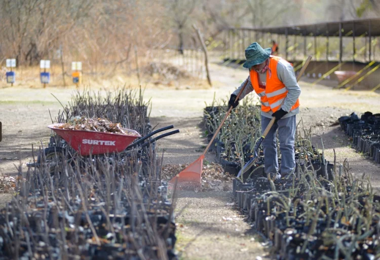 Reforestarán tramos de nueva ruta del ferrocarril