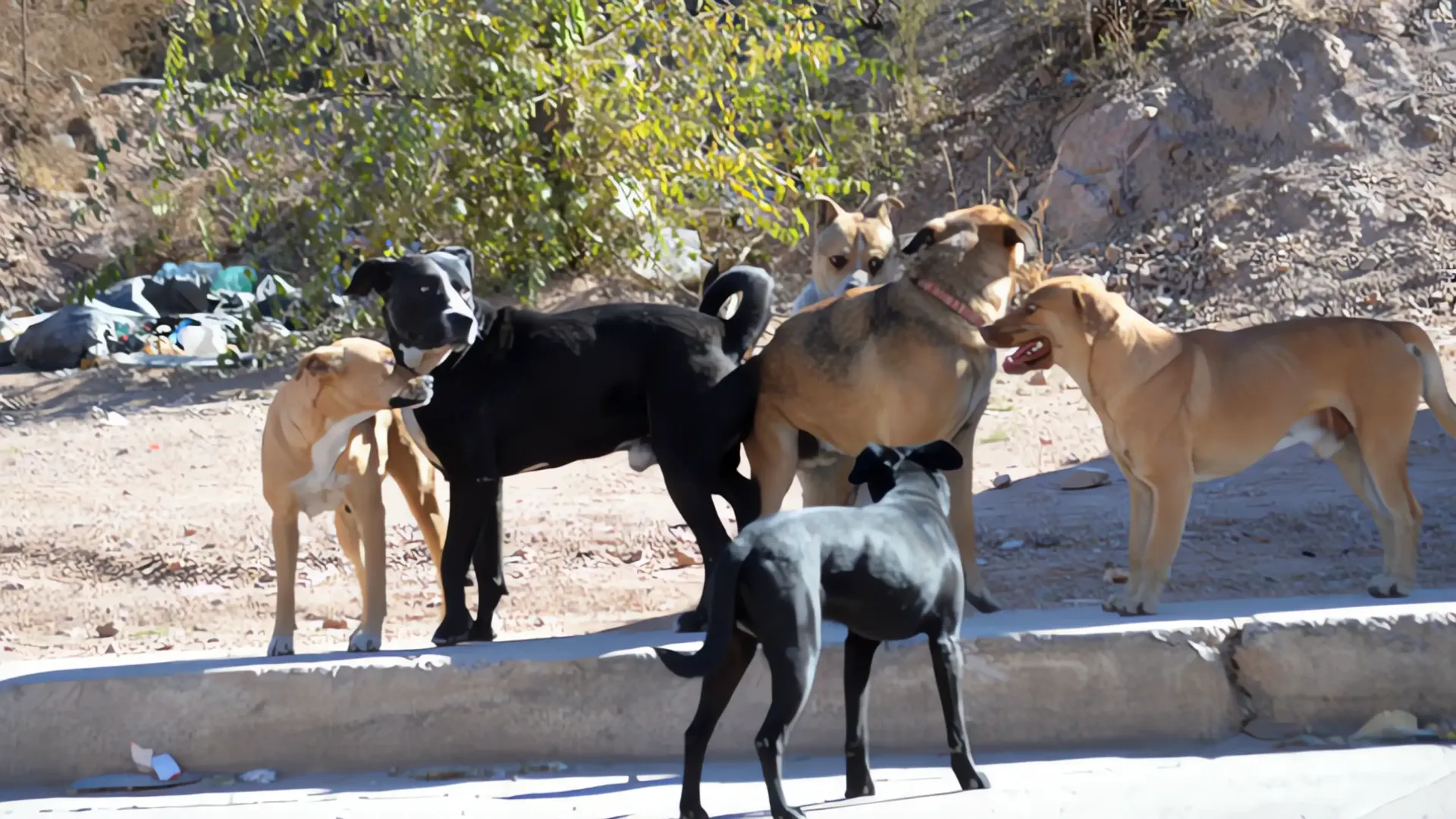 Mujer es atacada por cuatro perros en la colonia La Mesa al sur de Nogales