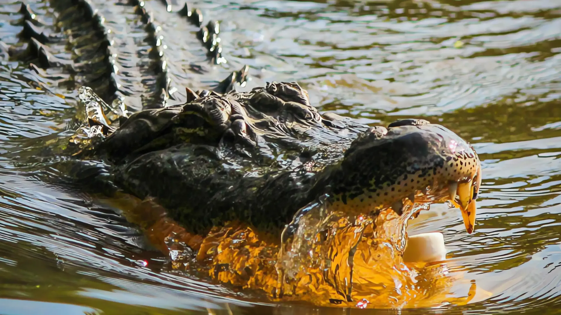 Caimán gigante invade casa en Florida: ¡Un encuentro inesperado!