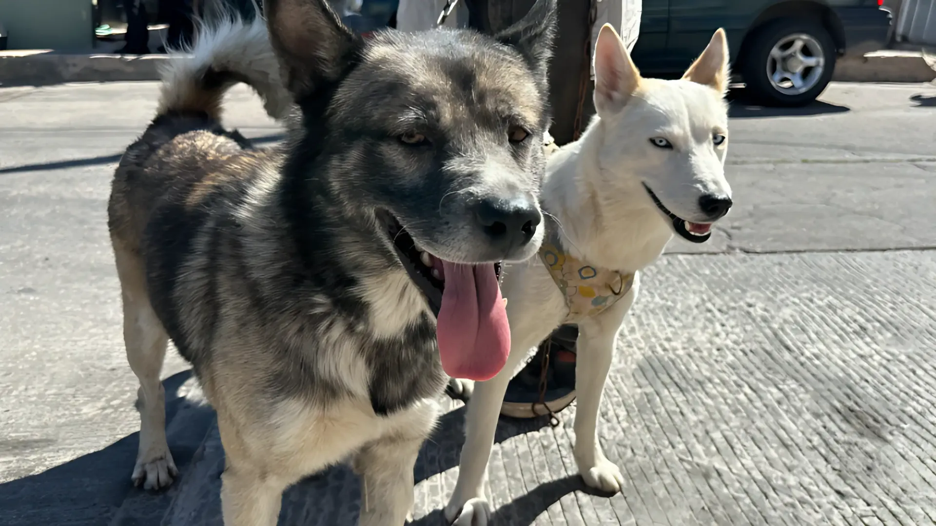 Centro de Control Animal de Nogales cerca de alcanzar meta de 4 mil esterilizaciones