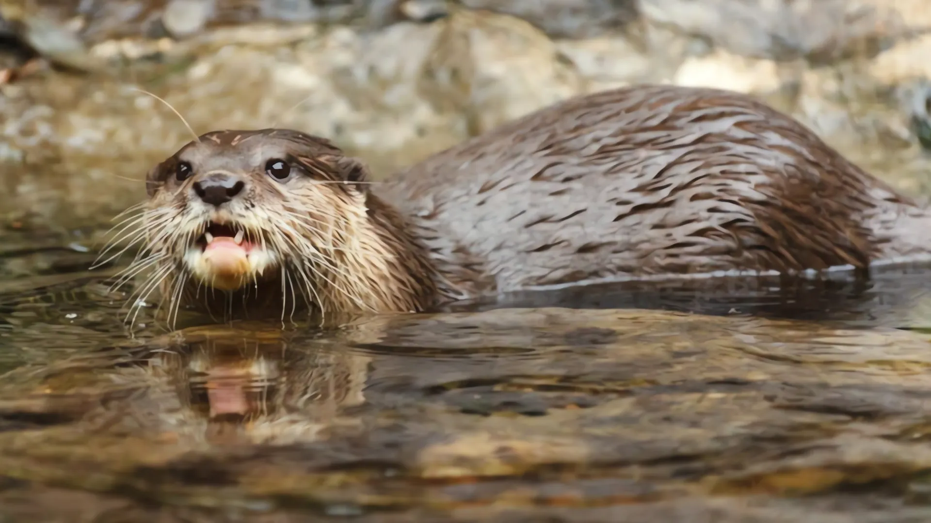 Madre rescata a su hijo de ataque de nutria