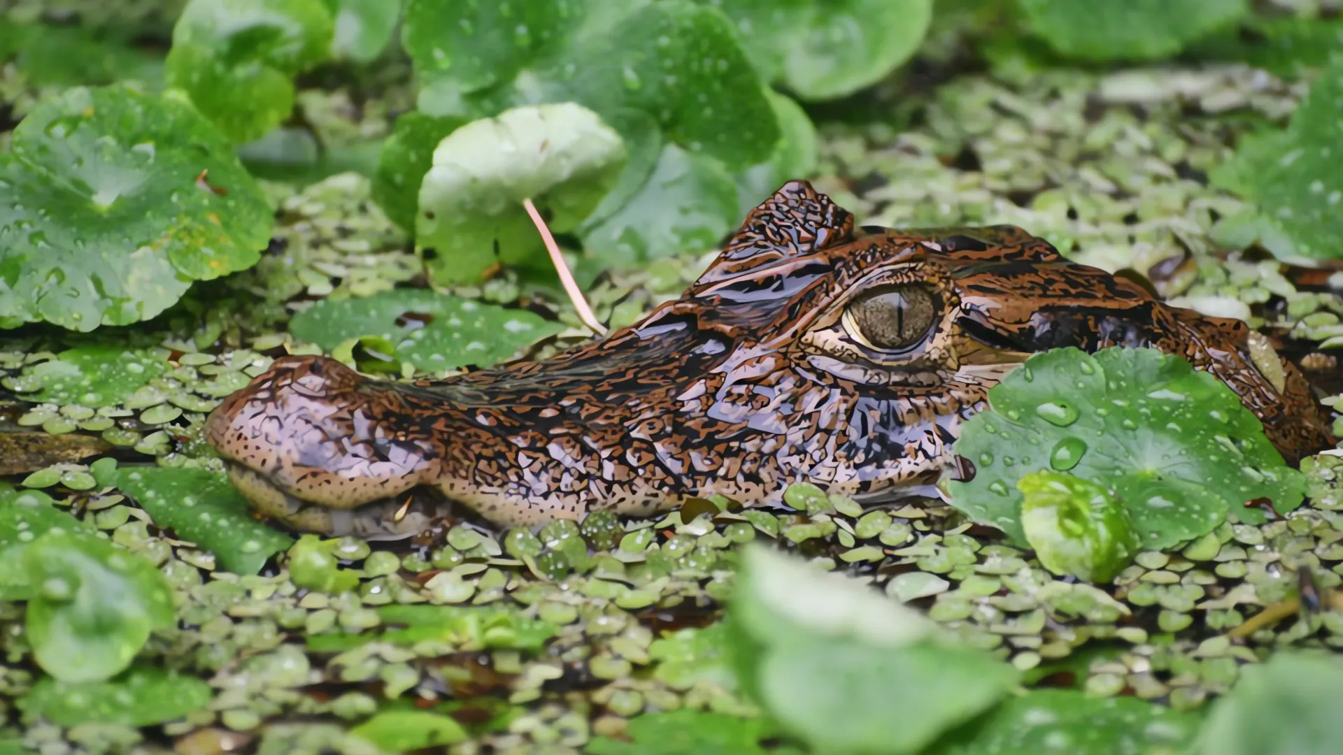 Misterio en Florida: Caimanes en la piscina, ¿venganza de la ex?