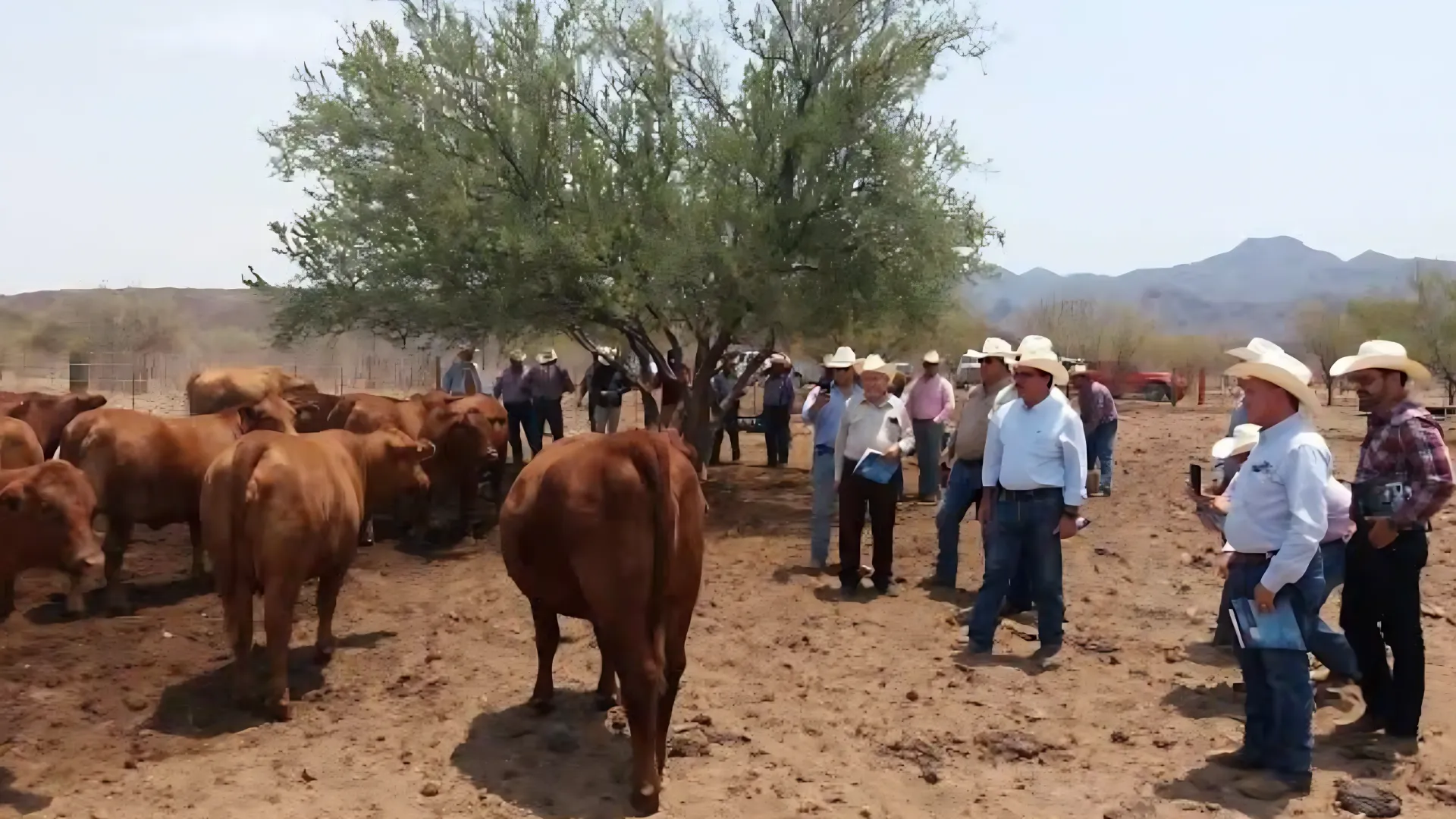 Sector ganadero de Sonora solicita modificaciones a nueva Ley de Protección Animal